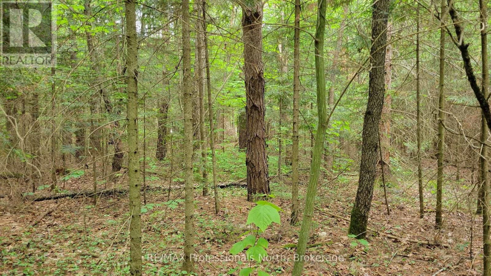103 ALBERT STREET Image 6