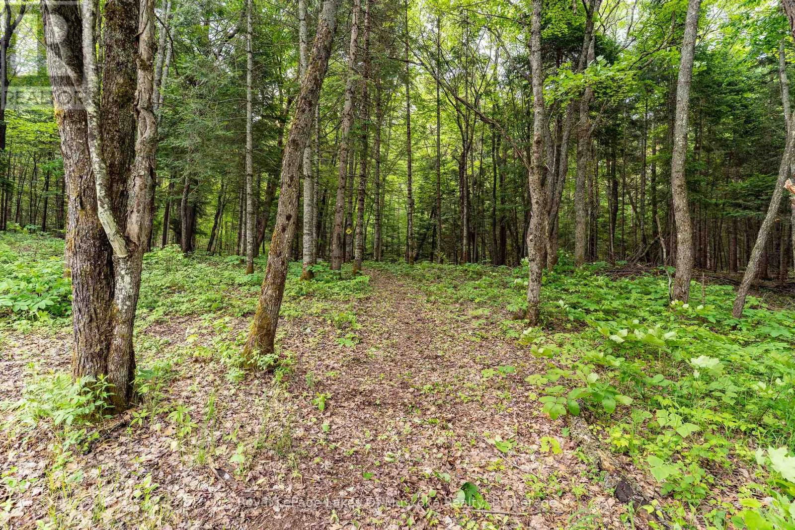 32 OLD RAINY LAKE ROAD Image 22