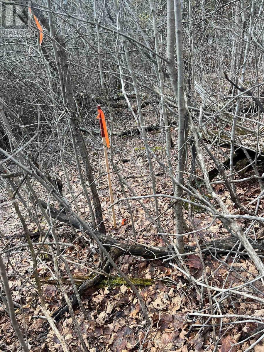 00 N. DUMMER 7TH LINE ROAD Image 14