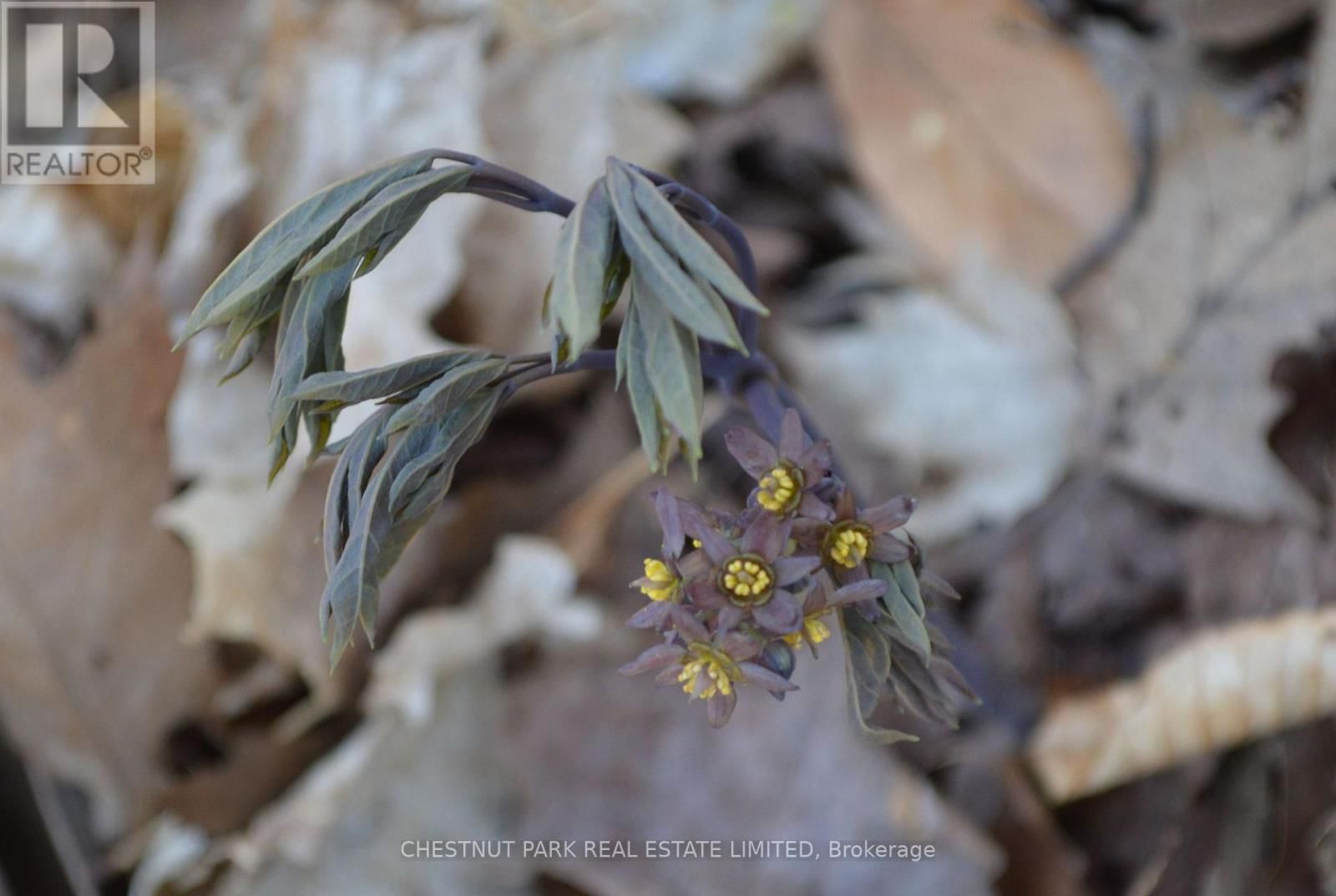 000 CROSSEN ROAD Image 32