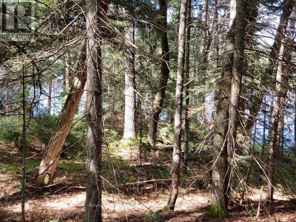 0 UNOPENED ROAD ALLOWANCE ROAD Image 6