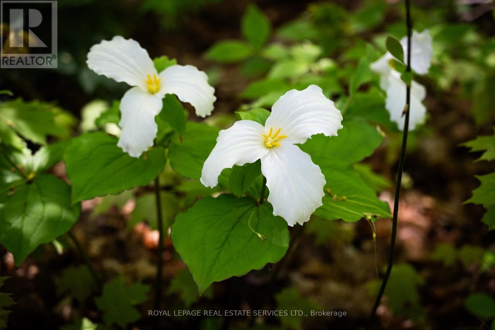 Pt Lot 13 CONCESSION 7 CORNERS Image 28