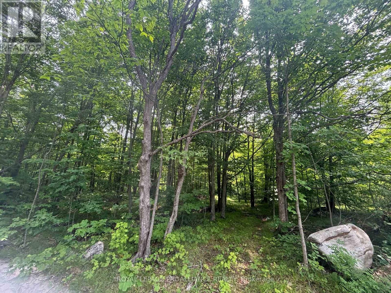 Severed B - 554 PIGDEN ROAD Image 3