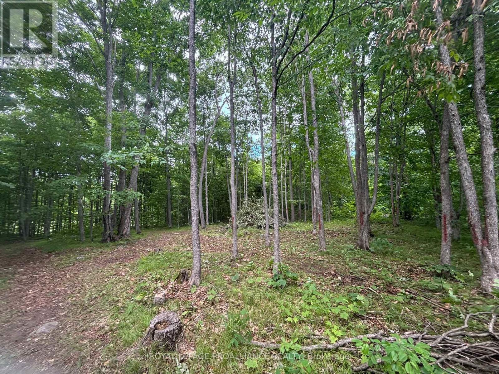 Severed B - 554 PIGDEN ROAD Image 7