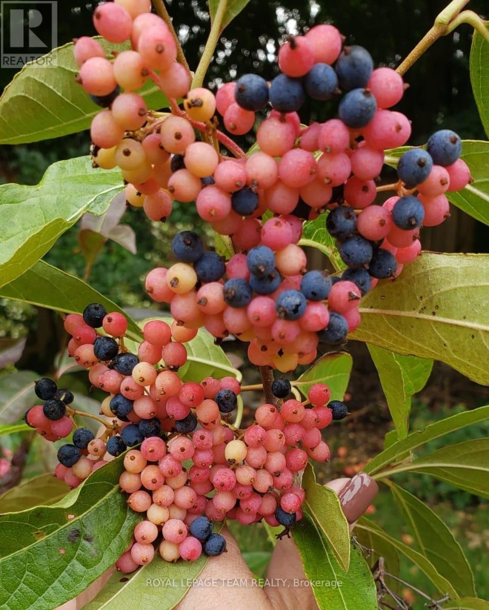 128 WELBORNE AVENUE Image 42