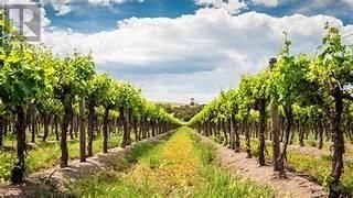 Vineyards Wineries for Sale