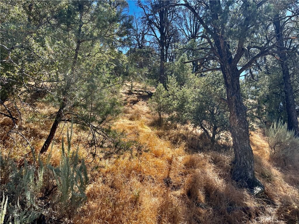 Short Trail, Frazier Park, CA, 93225