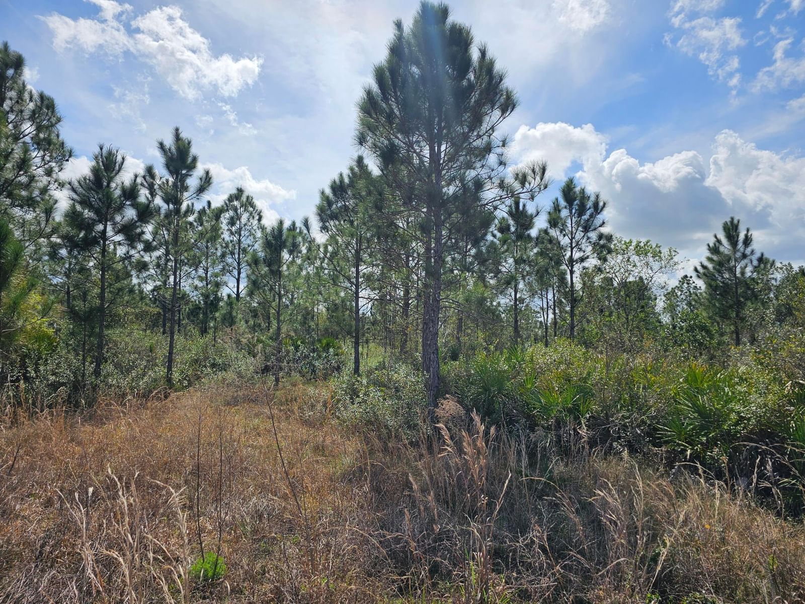 17720 NW 268th Street, Okeechobee, FL 34972 photo 5
