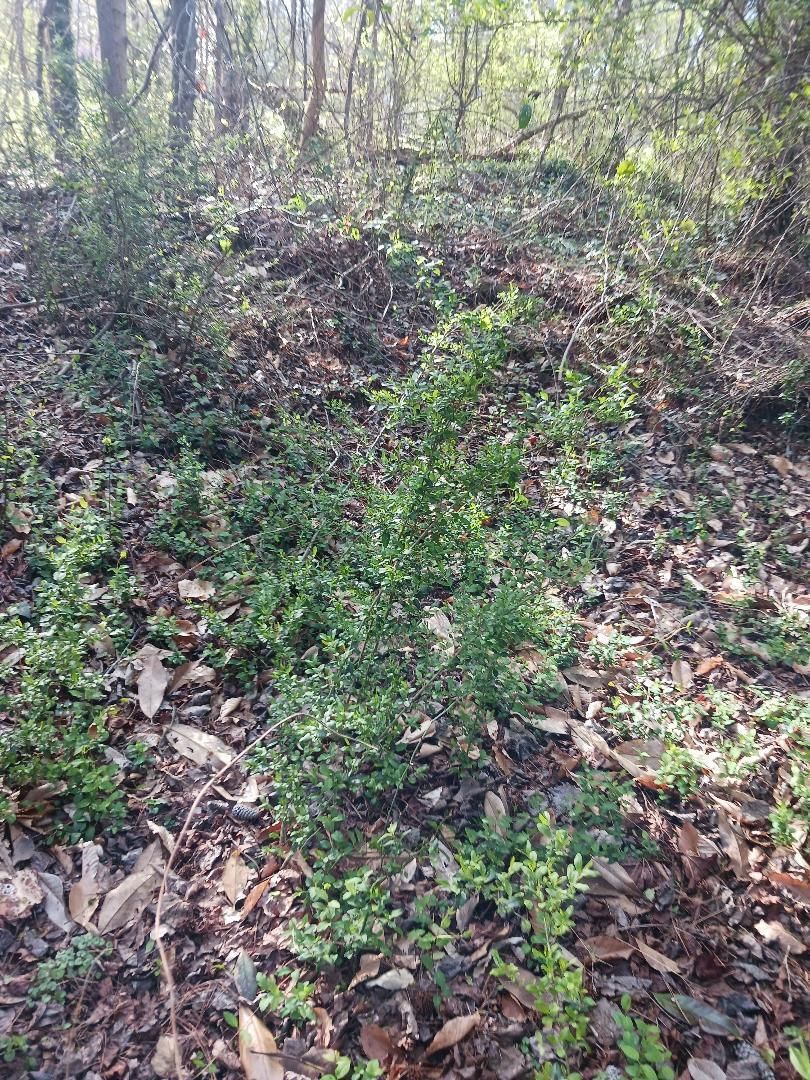 000 158 Lane, Dunnellon, FL 32024 photo 2