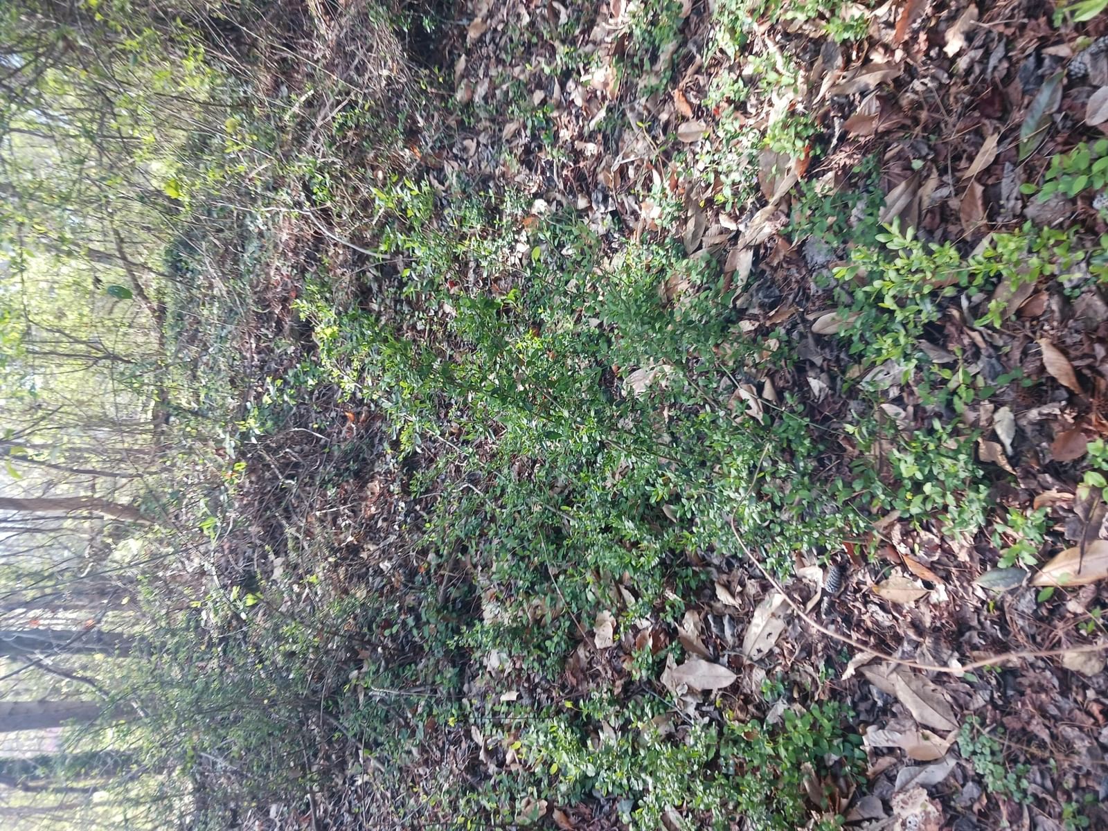 000 158 Lane, Dunnellon, FL 32024 photo 4