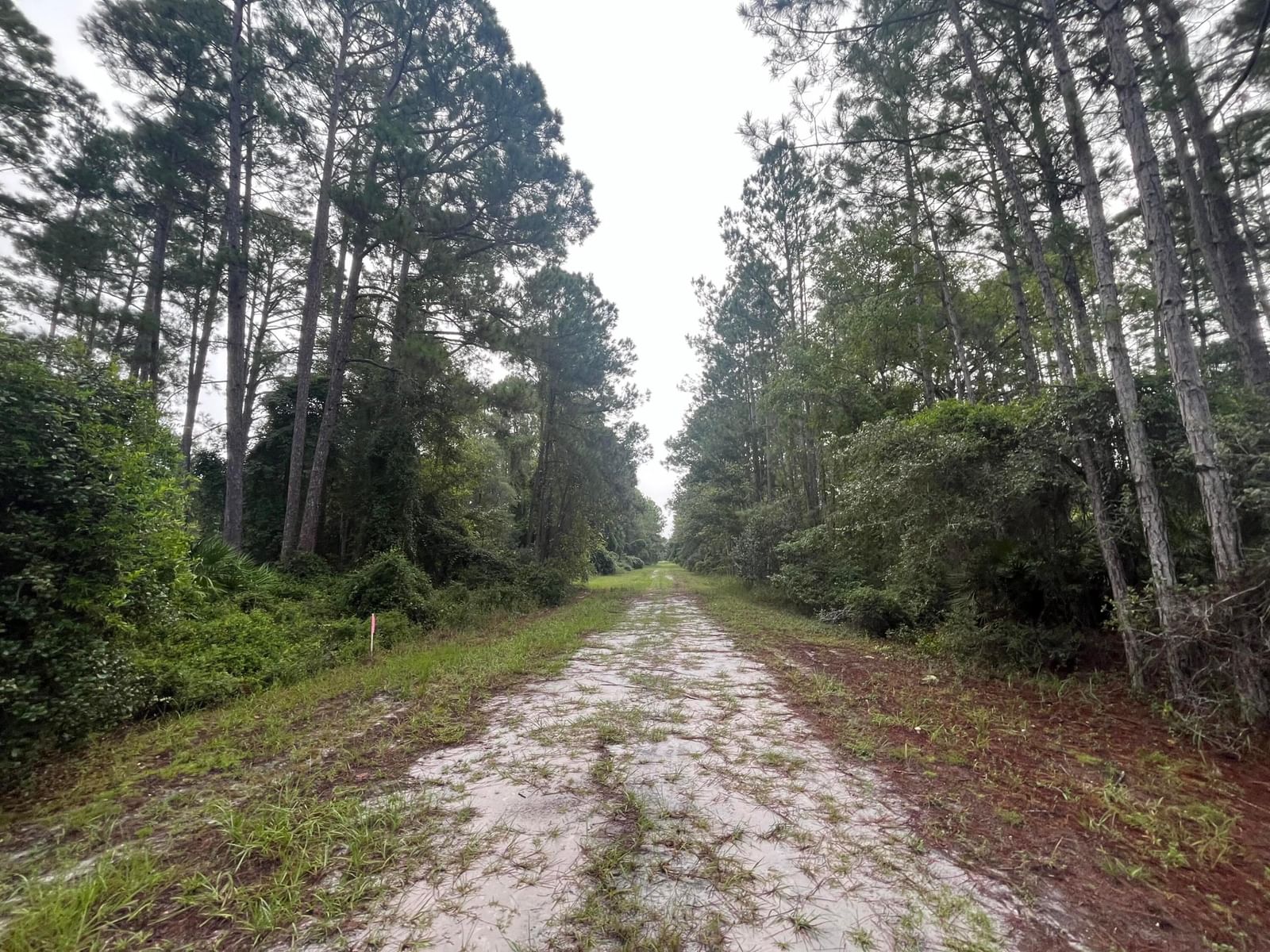 119 Gardenia Avenue, Georgetown, FL 32139 photo 5