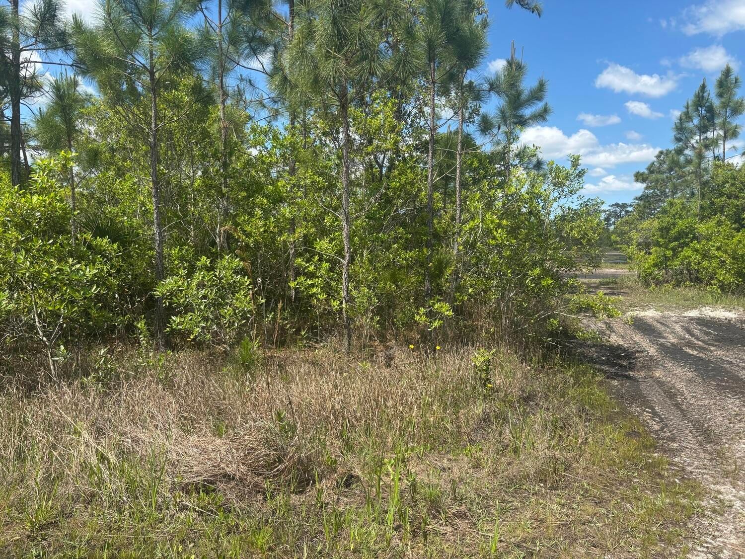 0 Holopaw Groves Road, St Cloud, FL 34772 photo 2