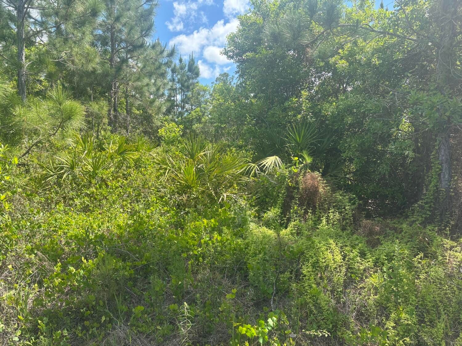 0 Holopaw Groves Road, St Cloud, FL 34772 photo 2