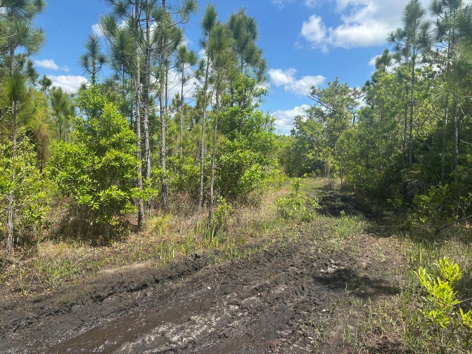 0 Holopaw Groves Road, St Cloud, FL 34772 photo 2