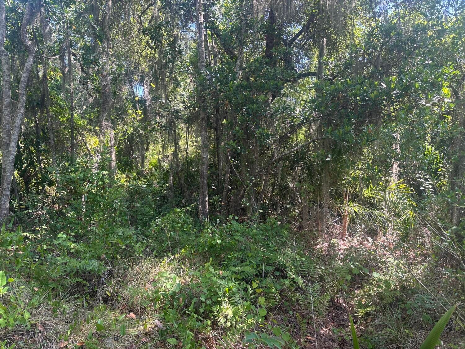 536 Bright Hill Avenue, Lake Placid, FL 33852 photo 3