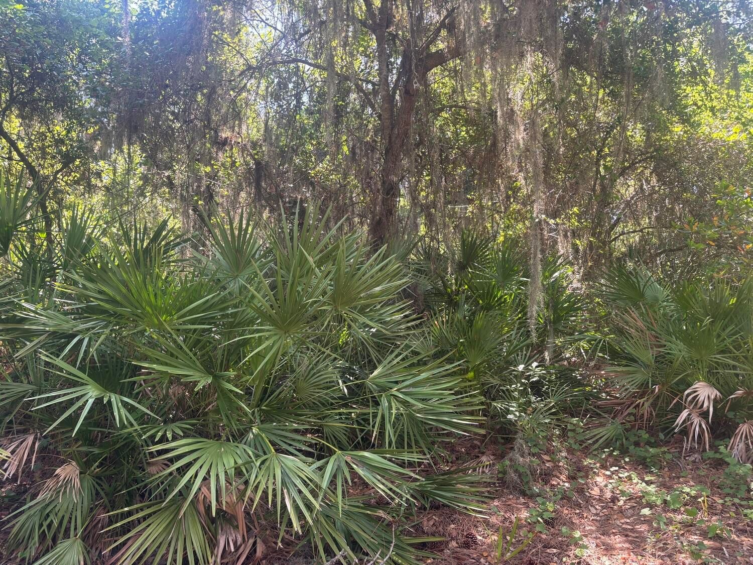 536 Bright Hill Avenue, Lake Placid, FL 33852 photo 3