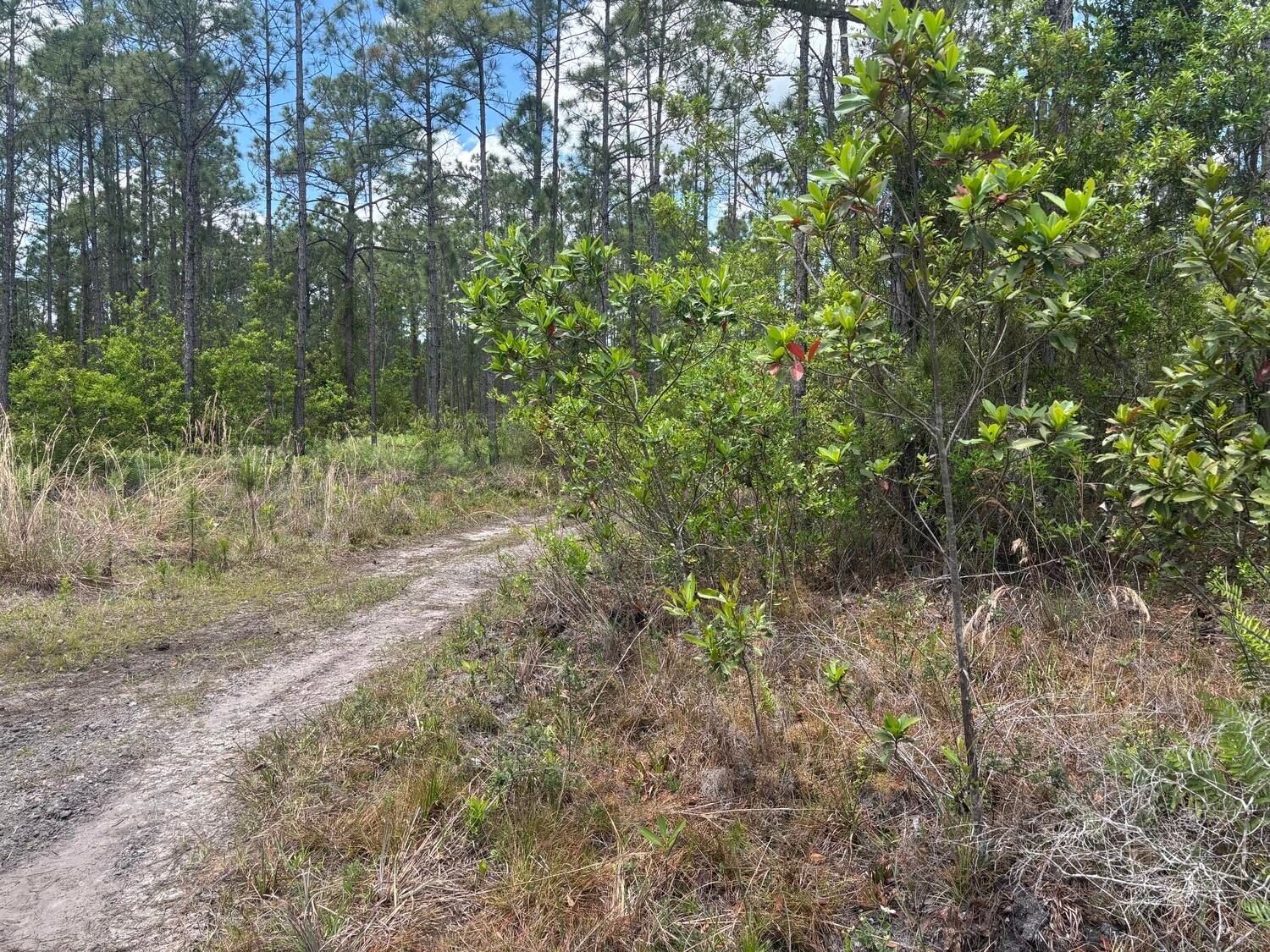 0 Holopaw Groves Road, St Cloud, FL 34772 photo 2