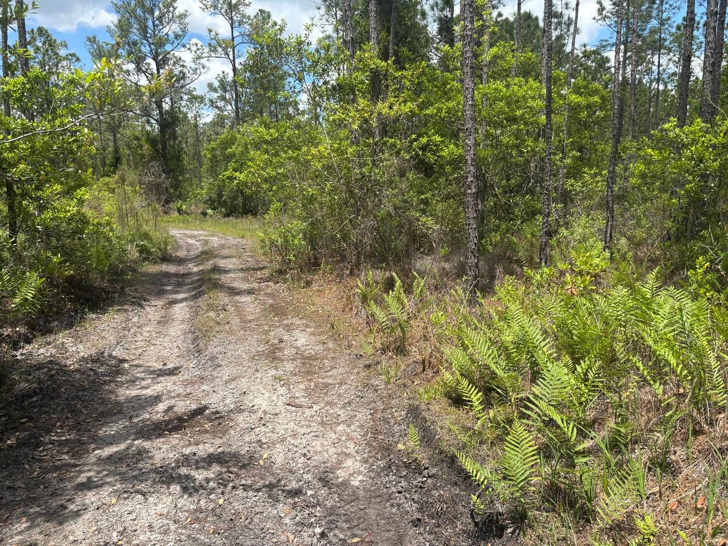 0 Holopaw Groves Road, St Cloud, FL 34772 photo 2