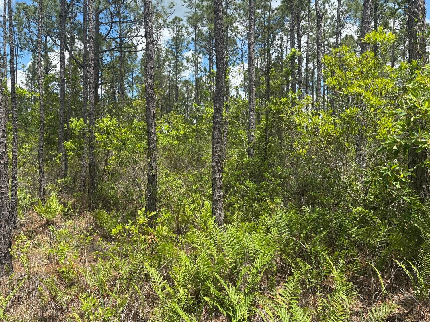 0 Holopaw Groves Road, St Cloud, FL 34772 photo 3
