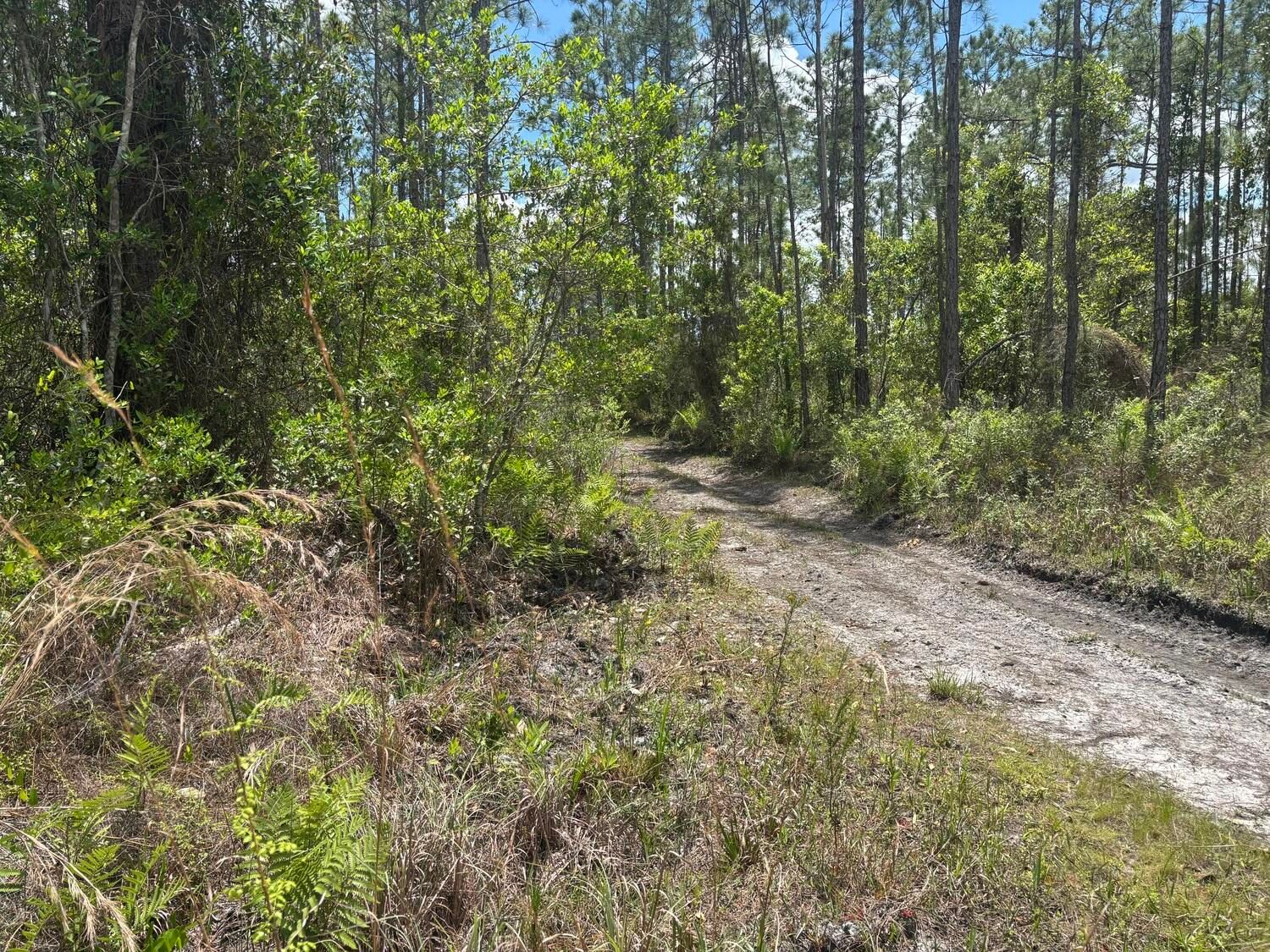 0 Holopaw Groves Road, St Cloud, FL 34772 photo 2