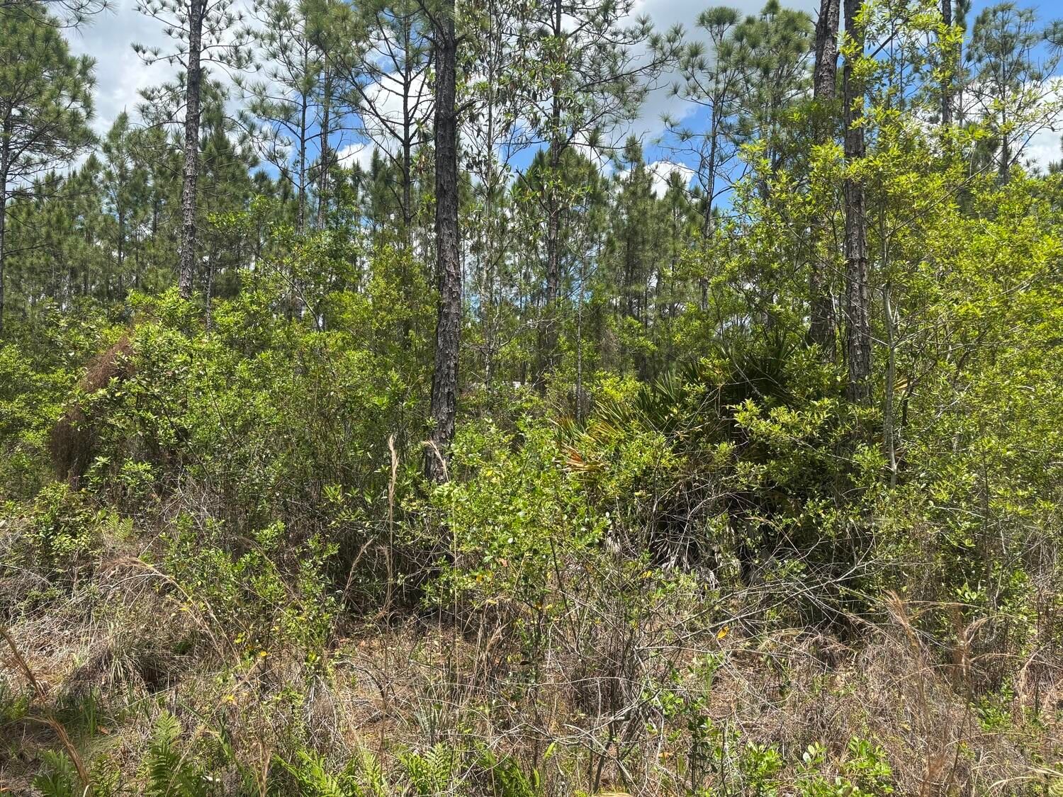 0 Holopaw Groves Road, St Cloud, FL 34772 photo 2