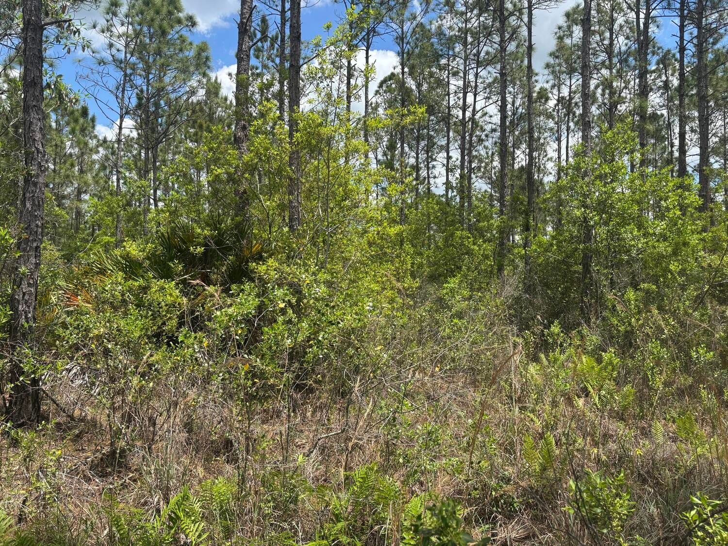 0 Holopaw Groves Road, St Cloud, FL 34772 photo 3