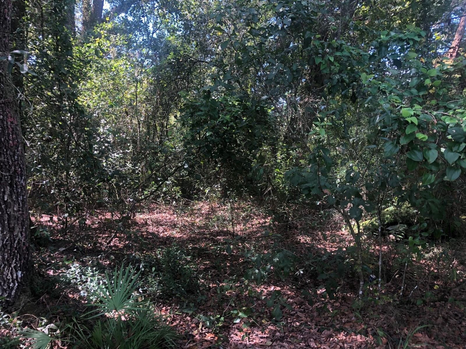0 Co Rd 54, Kathleen, FL 33849 photo 3