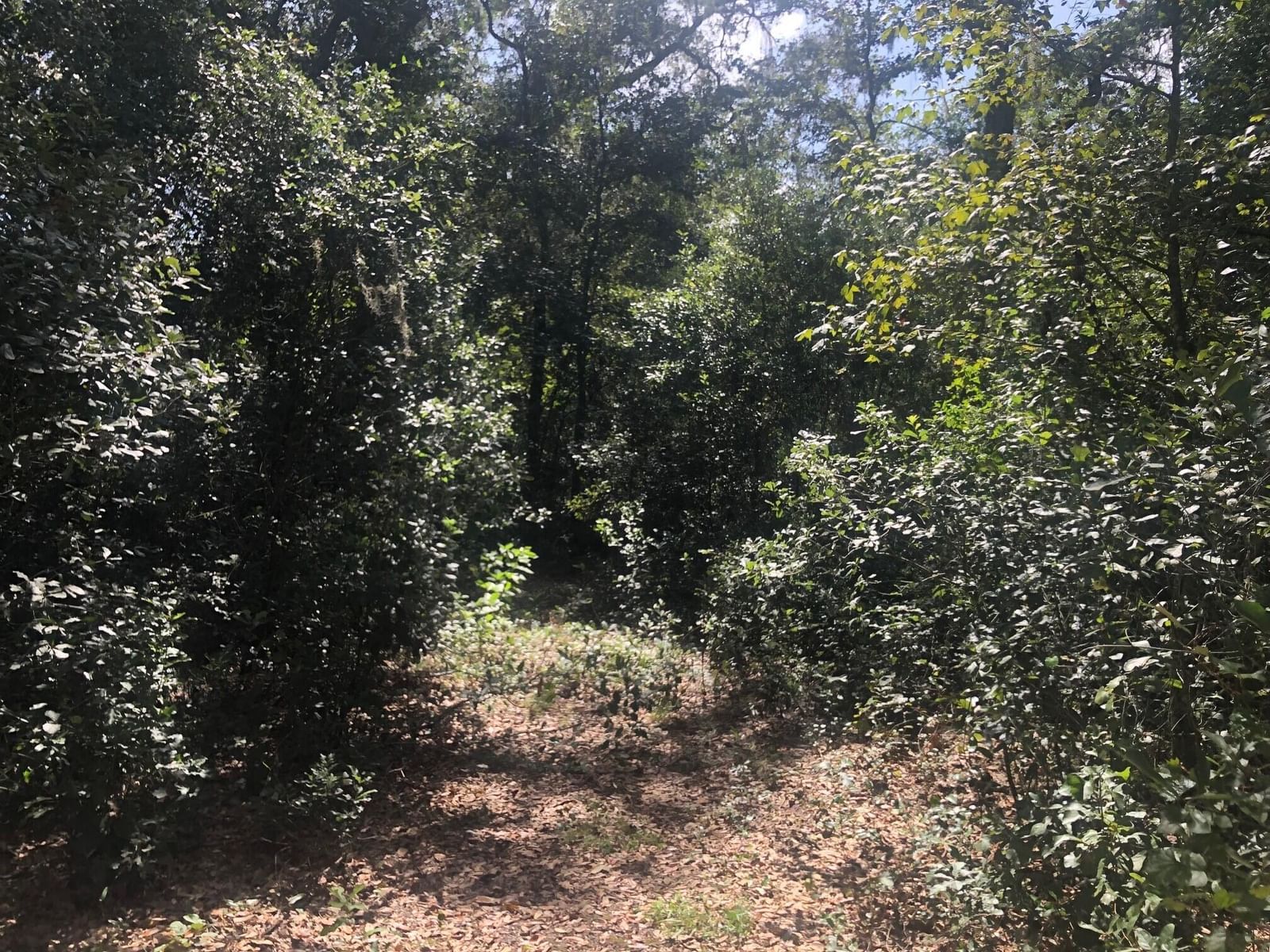 0 Co Rd 54, Kathleen, FL 33849 photo 4