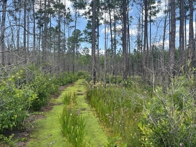 0 Holopaw Groves Road, St Cloud, FL 34772 photo 2