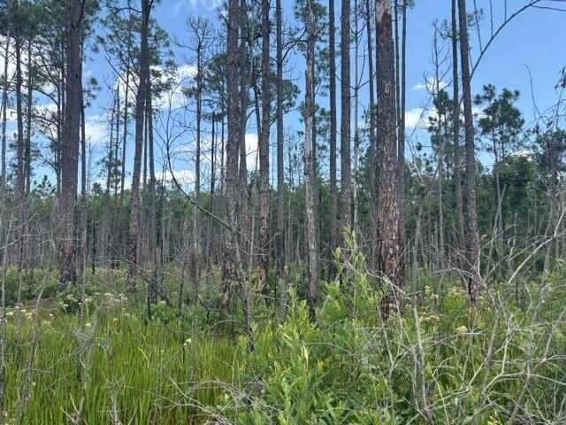 0 Holopaw Groves Road, St Cloud, FL 34772 photo 3
