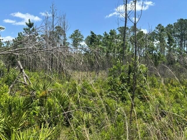 0 Holopaw Groves Road, St Cloud, FL 34772 photo 5