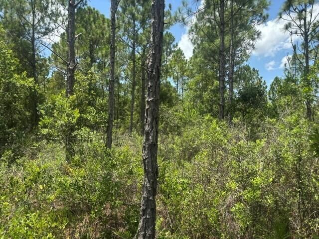 0 Holopaw Groves Road, St Cloud, FL 34772 photo 2