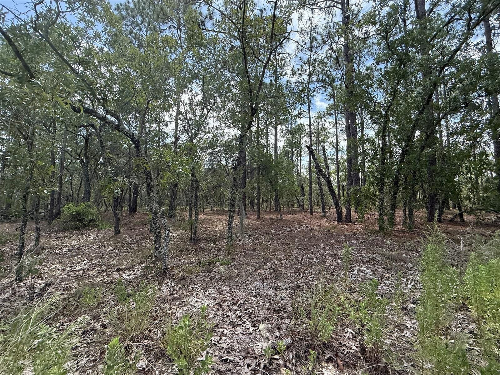 Tbd NW Tree Top Road, Dunnellon, FL 34431 photo 2