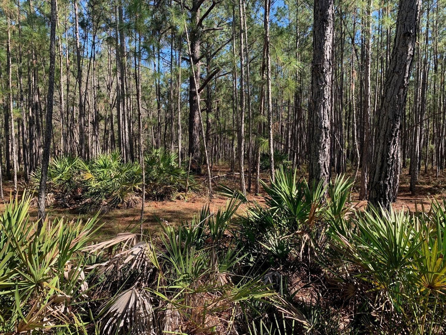 0 Poyner Road, Polk City, FL 33868 photo 2