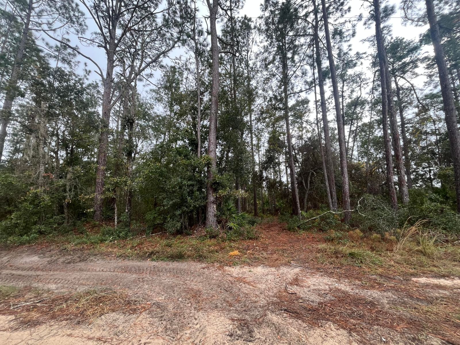 Tbd susan Street, Interlachen, FL 32148 photo 2