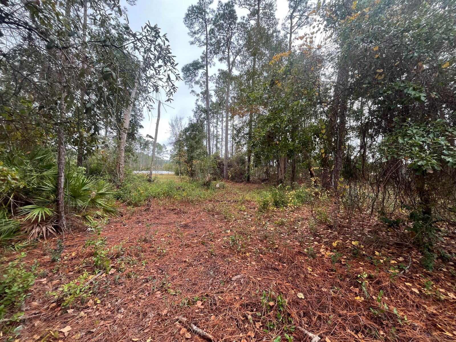 Tbd susan Street, Interlachen, FL 32148 photo 3