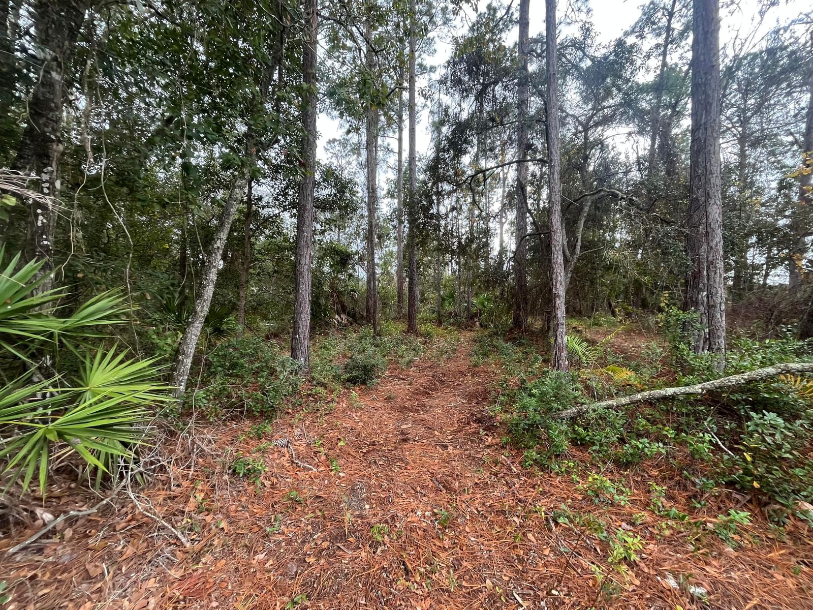 Tbd susan Street, Interlachen, FL 32148 photo 4