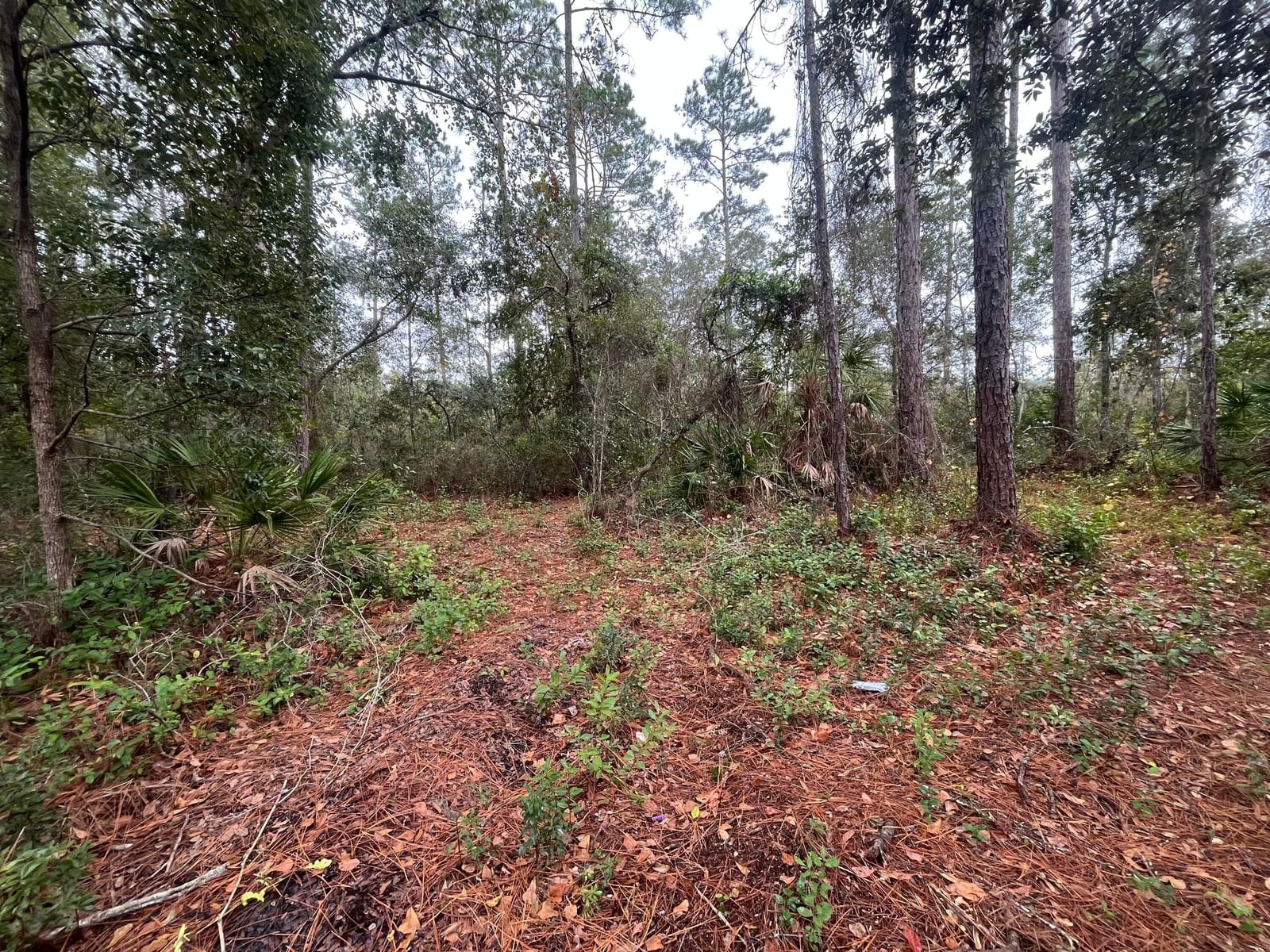 Tbd susan Street, Interlachen, FL 32148 photo 5