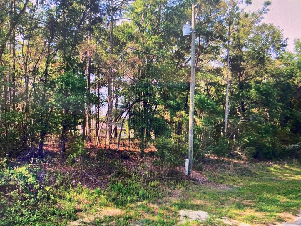 684 W Pitler Place, Citrus Springs, FL 34434 photo 4