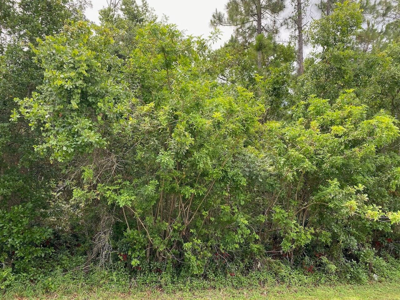 2351 Allamanda Drive, Indian Lake Estates, FL photo 3