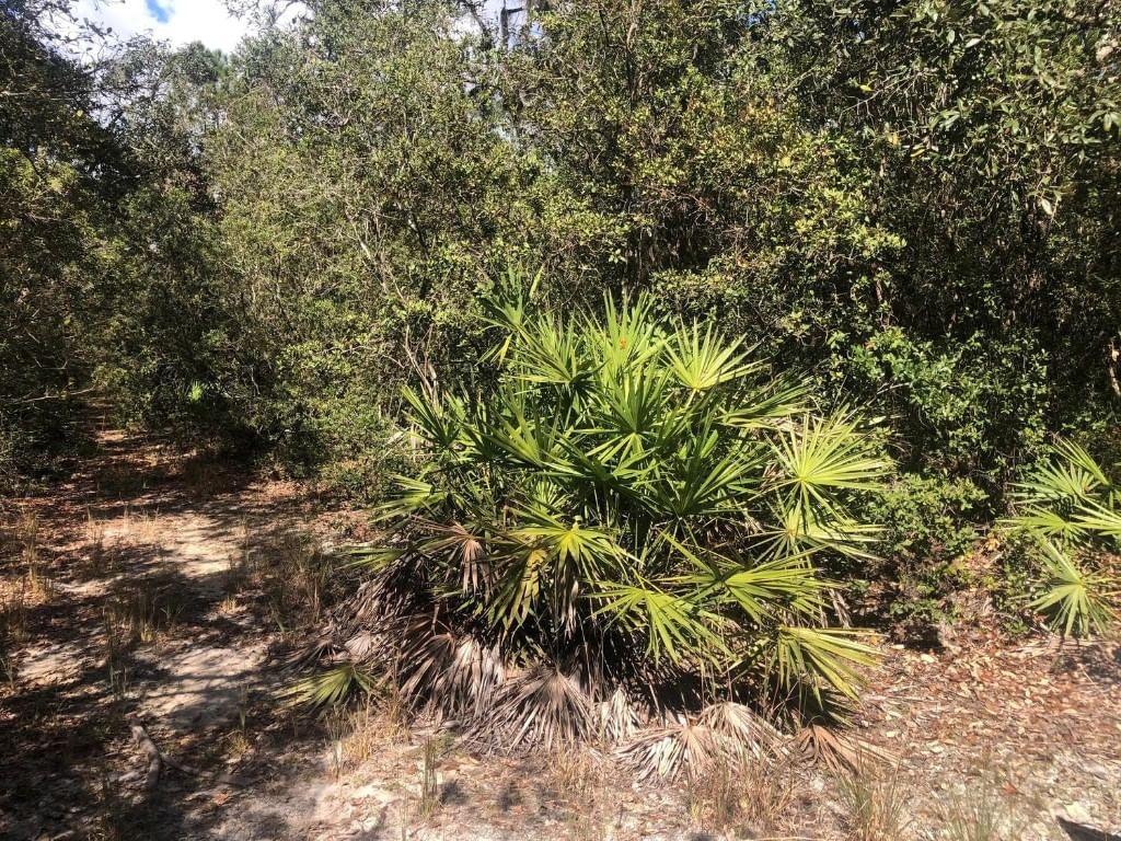 0 Oregon Street, Interlachen, FL 32148