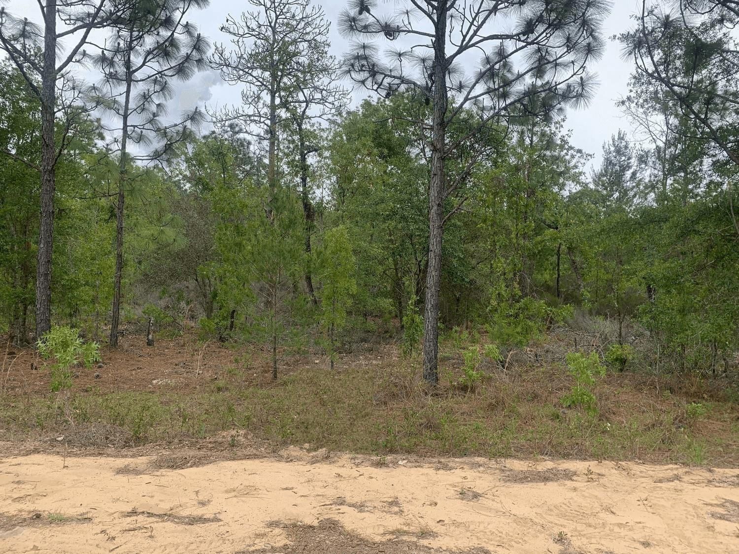 0 May Lane, Interlachen, FL 32148