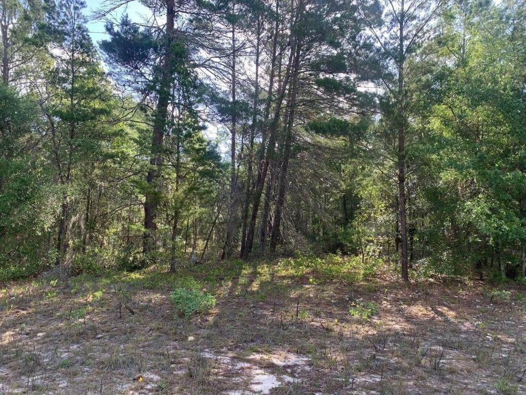 0 Evans Avenue, Interlachen, FL 32148