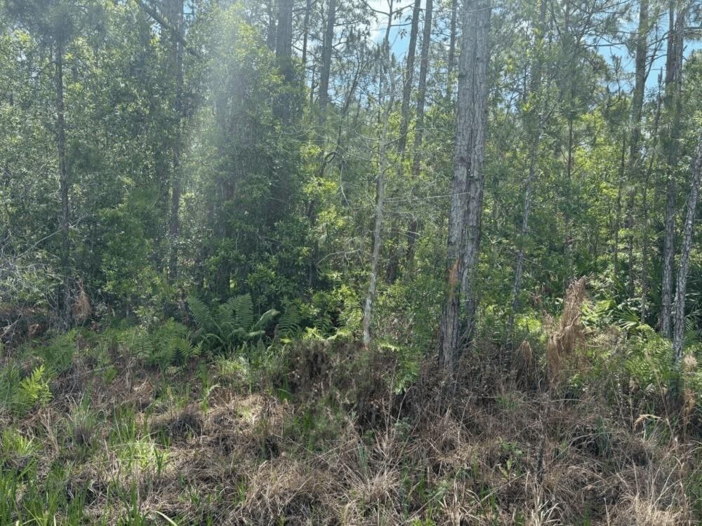 0 Holopaw Groves Road, St Cloud, FL 34772 photo 2