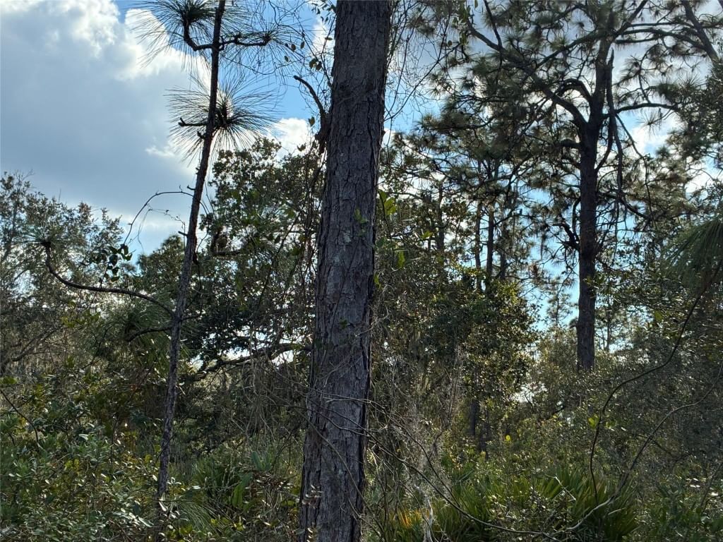 Lot 21 & 22 Plumosa Drive, Indian Lake Estates, FL 33655