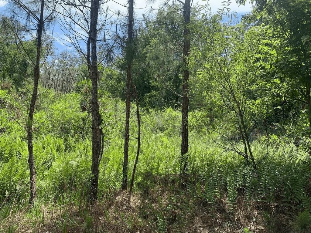 0 County Rd 54, Kathleen, FL 33849