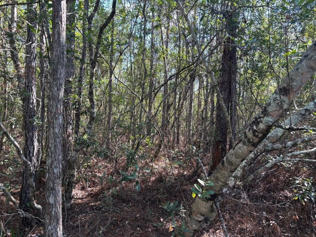 0 Holopaw Groves Road, St Cloud, FL 34772