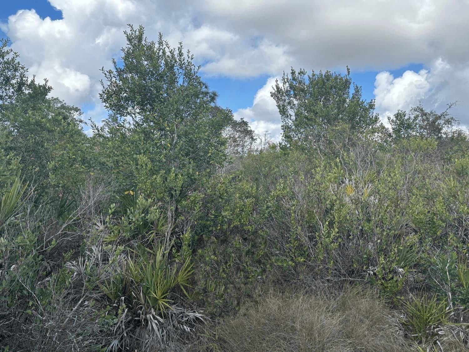 0 Holopaw Groves Road, St Cloud, FL 34772