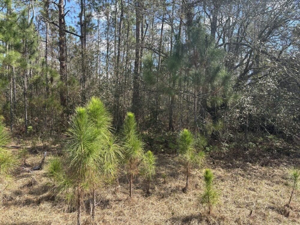 0 Old Grade Road, Polk City, FL 33868 photo 2
