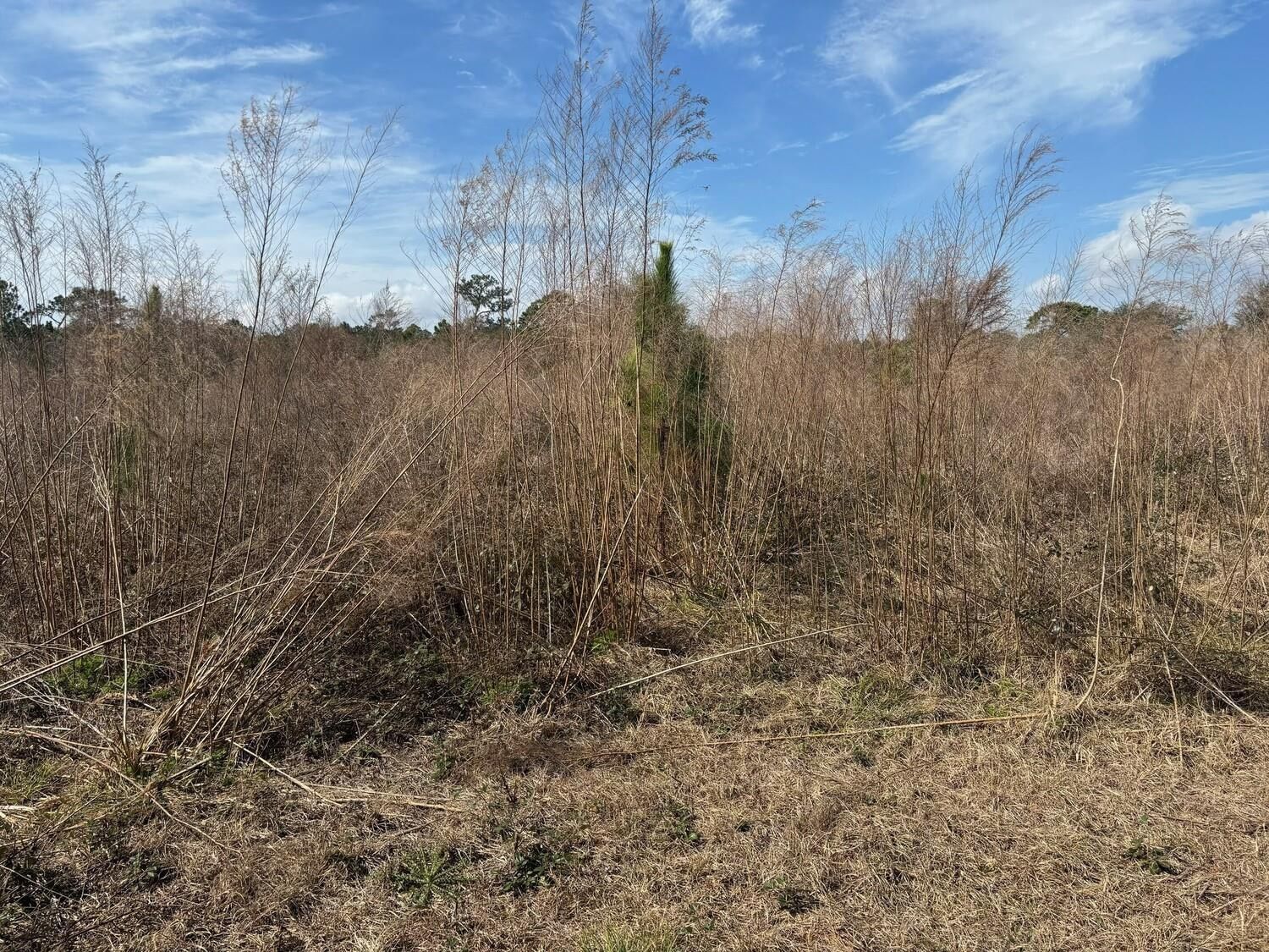 0 Old Grade Road, Polk City, FL 33868 photo 2